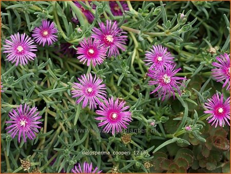 Delosperma cooperi