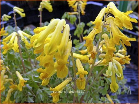 Corydalis lutea