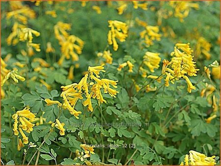 Corydalis lutea