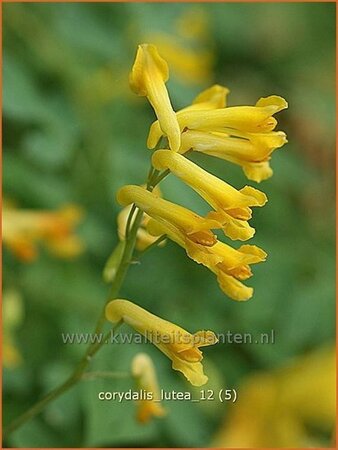 Corydalis lutea