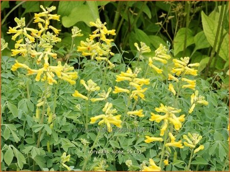 Corydalis lutea