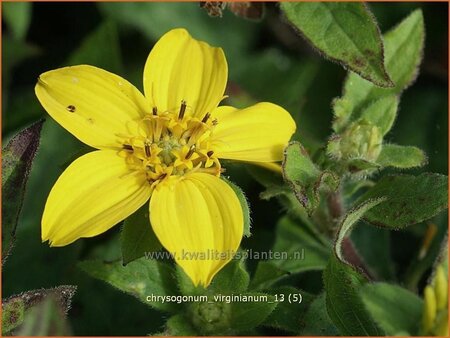 Chrysogonum virginianum