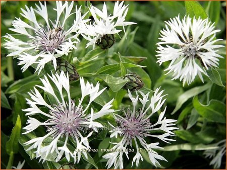 Centaurea montana &#39;Alba&#39;