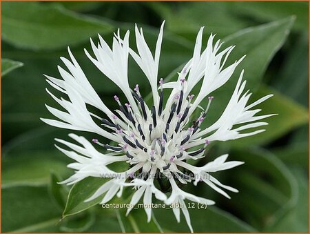 Centaurea montana &#39;Alba&#39;