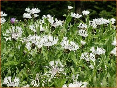 Centaurea montana &#39;Alba&#39;