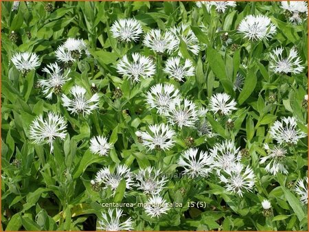 Centaurea montana &#39;Alba&#39;