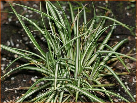 Carex ornithopoda &#39;Variegata&#39;