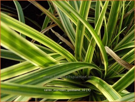 Carex morrowii &#39;Goldband&#39;