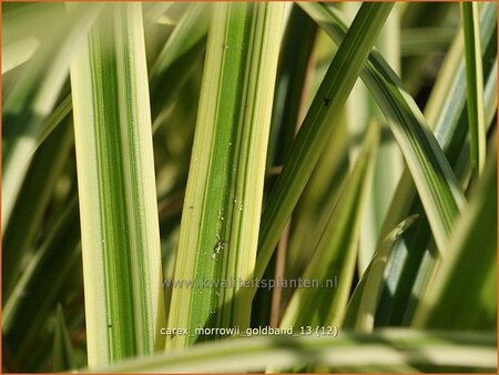 Carex morrowii &#39;Goldband&#39;