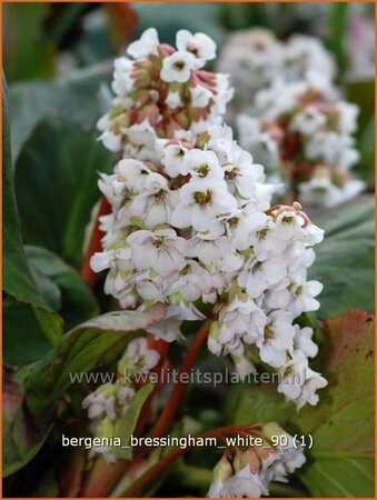 Bergenia &#39;Bressingham White&#39;