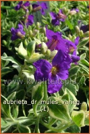 Aubrieta &#39;Dr. Mules Variegated&#39;