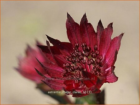 Astrantia major &#39;Claret&#39;