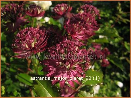 Astrantia major &#39;Claret&#39;