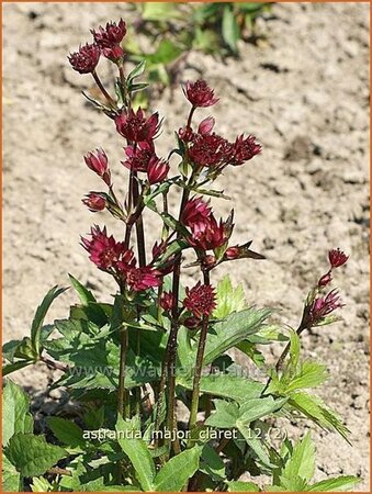 Astrantia major &#39;Claret&#39;