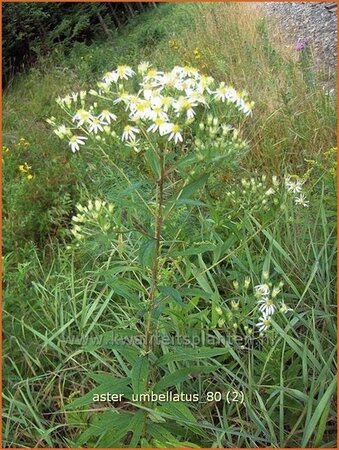 Aster umbellatus