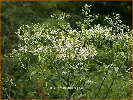 Aster umbellatus