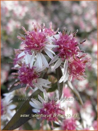 Aster lateriflorus &#39;Prince&#39;