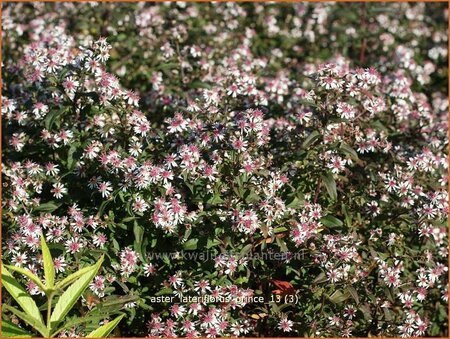 Aster lateriflorus &#39;Prince&#39;