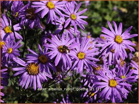 Aster amellus &#39;Rudolf Goethe&#39;