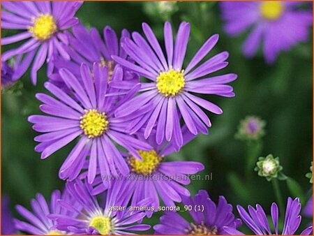 Aster amellus &#39;Sonora&#39;