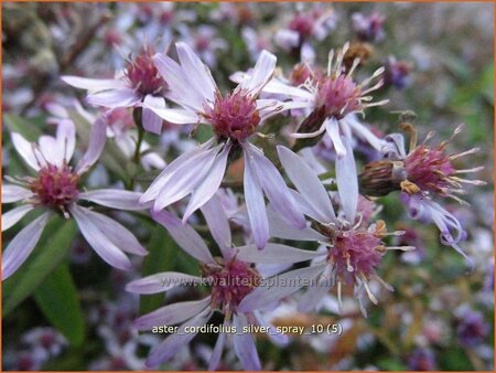 Aster cordifolius &#39;Silver Spray&#39;