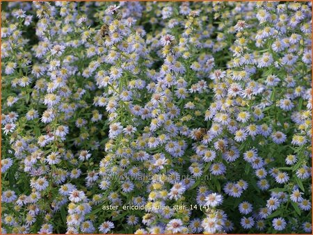 Aster ericoides &#39;Blue Star&#39;