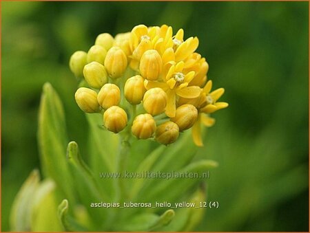 Asclepias tuberosa &#39;Hello Yellow&#39;