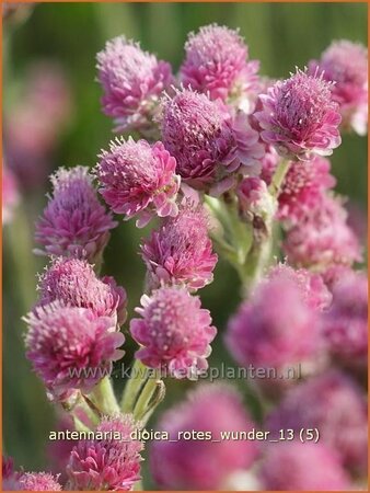 Antennaria dioica &#39;Rotes Wunder&#39;