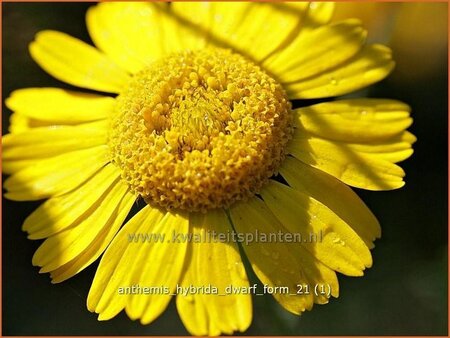 Anthemis hybrida &#39;Dwarf Form&#39;