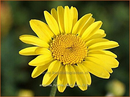 Anthemis hybrida &#39;Dwarf Form&#39;