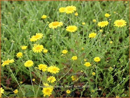 Anthemis hybrida &#39;Dwarf Form&#39;