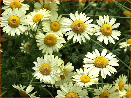 Anthemis hybrida &#39;E.C. Buxton&#39;