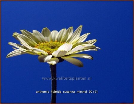 Anthemis hybrida &#39;Susanna Mitchel&#39;