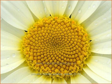 Anthemis hybrida &#39;Susanna Mitchel&#39;