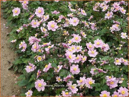 Anemone hybrida &#39;Serenade&#39;