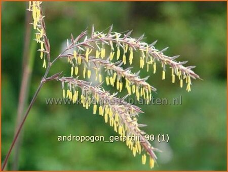 Andropogon gerardii