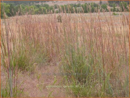 Andropogon gerardii