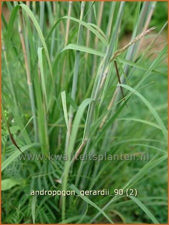 Andropogon gerardii