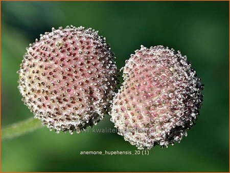 Anemone hupehensis