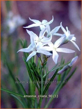 Amsonia ciliata