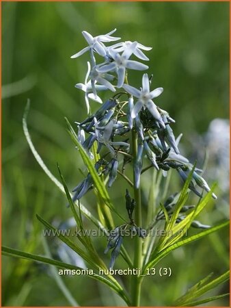 Amsonia hubrechtii