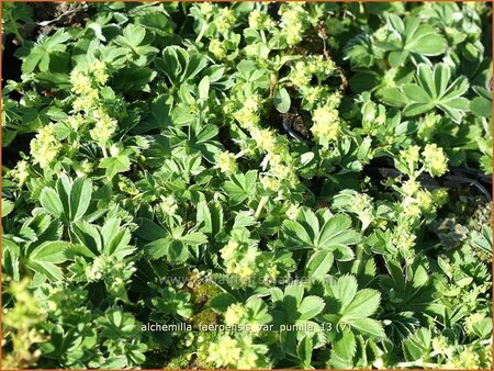 Alchemilla faeroensis var. pumila