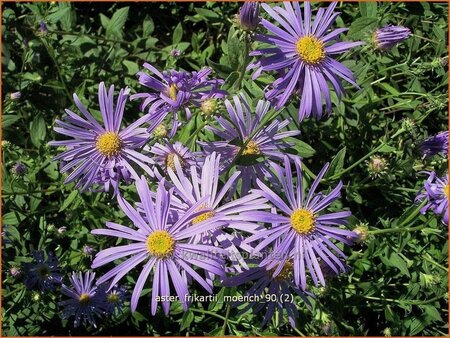 Aster frikartii &#39;Mönch&#39;