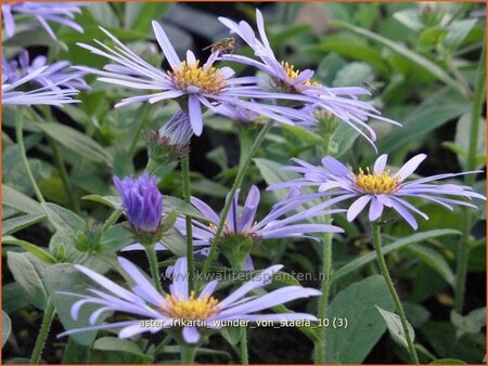 Aster frikartii &#39;Wunder von Stäfa&#39;