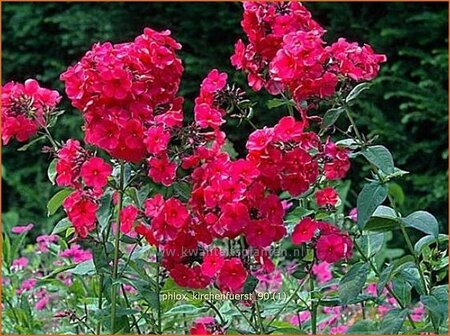 Phlox &#39;Kirchenfürst&#39;