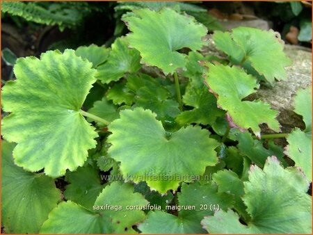 Saxifraga cortusifolia &#39;Maigrün&#39;