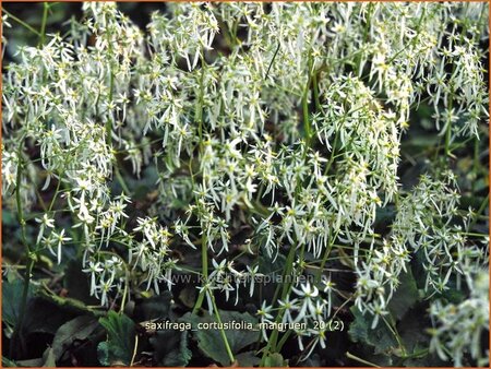 Saxifraga cortusifolia &#39;Maigrün&#39;