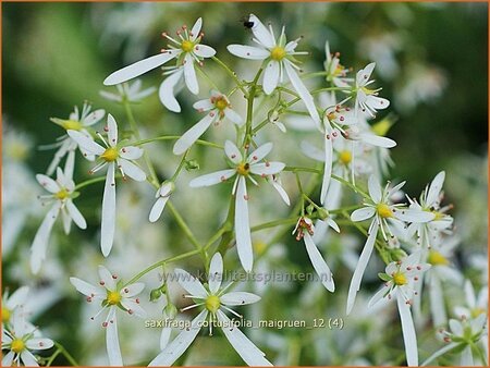 Saxifraga cortusifolia &#39;Maigrün&#39;