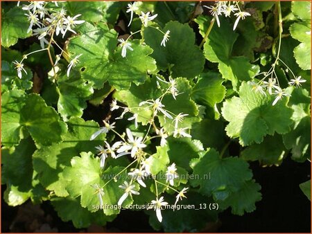 Saxifraga cortusifolia &#39;Maigrün&#39;