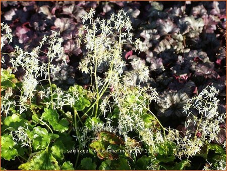 Saxifraga cortusifolia &#39;Maigrün&#39;